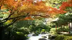 御香宮神社の自然