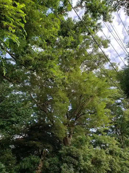 矢切神社の自然