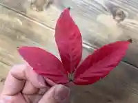 秩父札所十三番 慈眼寺(埼玉県)