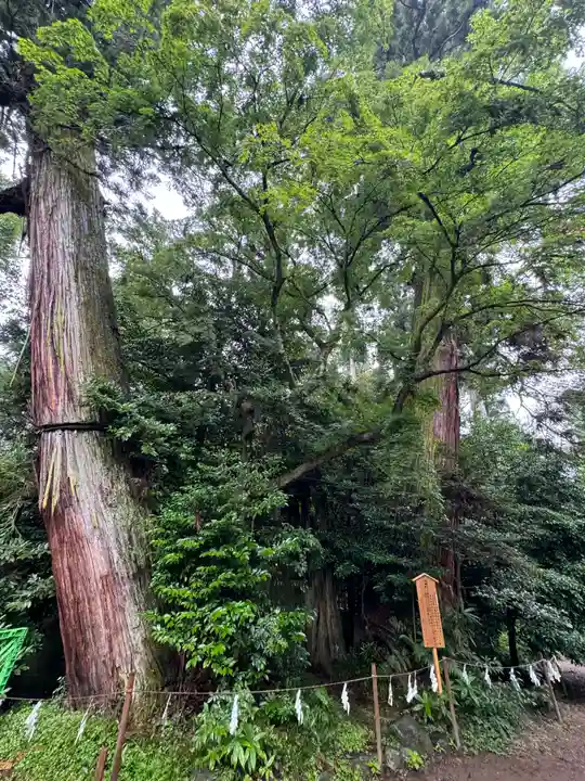 香取神宮の自然