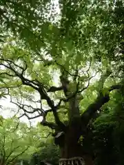 熱田神宮の自然