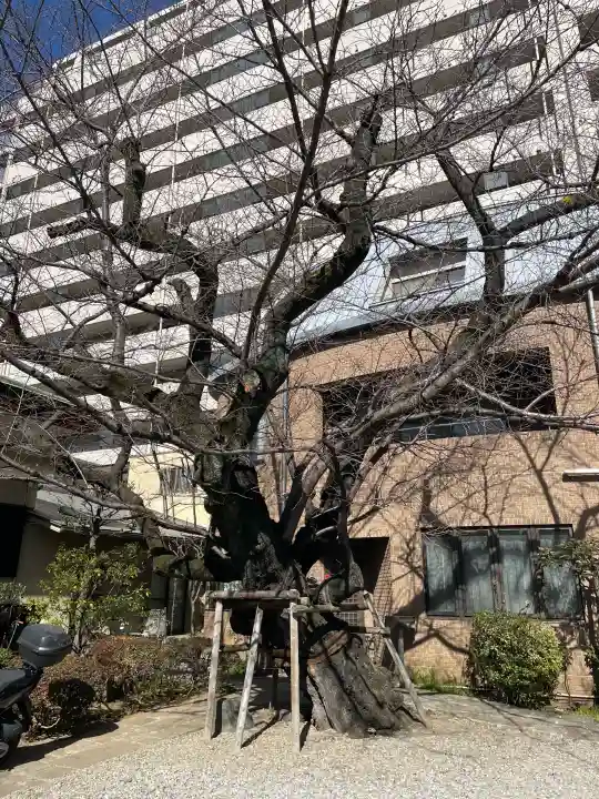 正行寺の{uncategorized: "未分類", other: "その他", undefined: "問題あり", building: "その他建物", grave: "お墓", sacred_gate: "鳥居", guardian: "狛犬", statue: "像", buddha: "仏像", history: "歴史", nature: "自然", garden: "庭園", animal: "動物", pagoda: "塔", temizu: "手水舎", mountain_gate: "山門・神門", sanctuary: "本殿・本堂", subordinate: "末社・摂社", art: "芸術", scenery: "景色", jizo: "地蔵", ema: "絵馬", goshuin: "御朱印", omikuji: "おみくじ", items: "授与品その他", amulet: "お守り", goshuincho: "御朱印帳", eats: "食事", festival: "お祭り", votive_dance: "神楽", shichigosan: "七五三参", wedding: "結婚式", experience: "体験その他", initially: "初詣", around: "周辺", anti_infection: "感染症対策"}