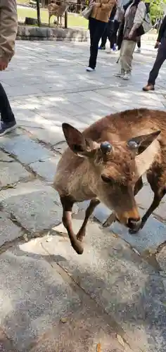 東大寺(奈良県)