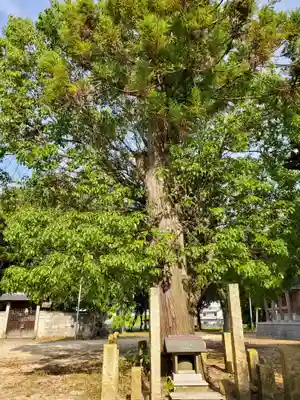 岩岡神社の自然