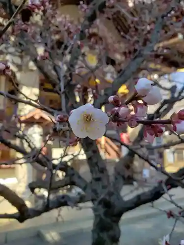 諏訪神社の自然
