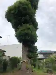 鴨島八幡神社の自然