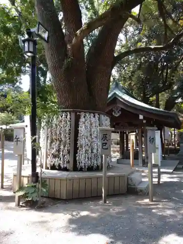 平塚八幡宮のおみくじ