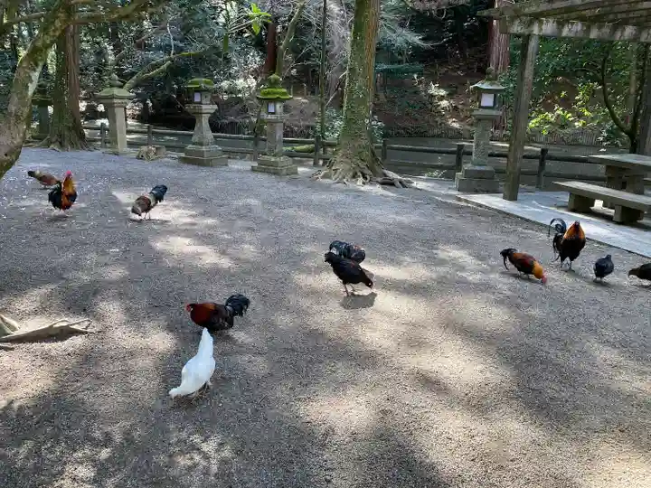 石上神宮の動物
