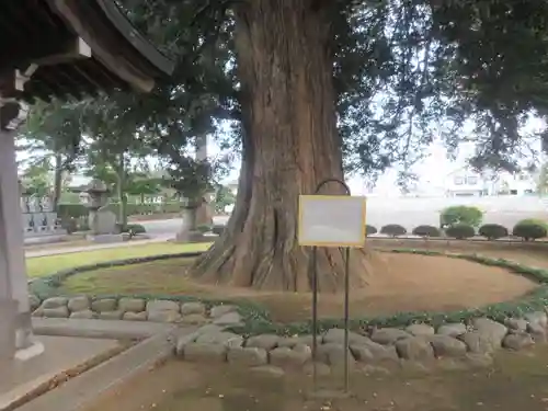 梅岩寺(東京都)