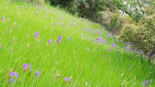 大田神社（賀茂別雷神社境外摂社）の自然