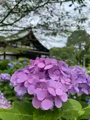 本土寺の建物その他