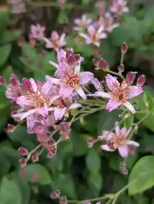 蛇窪神社(東京都)