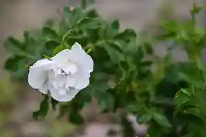 宝光寺の庭園(2023年06月10日(土) 08時02分46秒投稿)