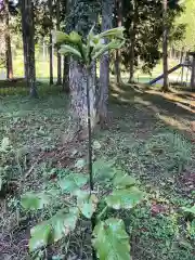 八幡神社の自然