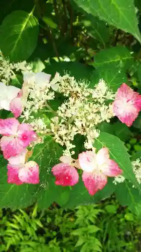 持寳院(多氣山不動尊)の自然