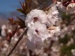 石上寺(埼玉県)