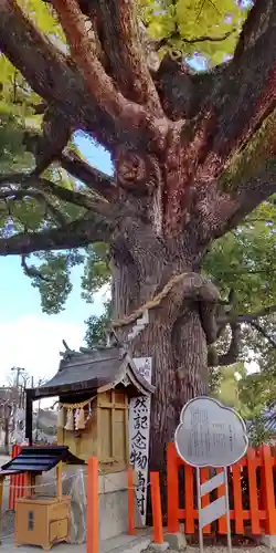 百舌鳥八幡宮(大阪府)