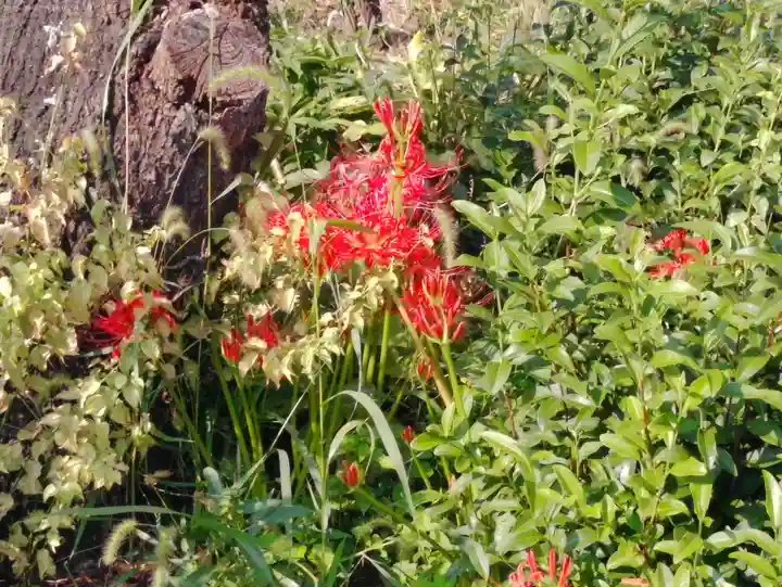 伊勢原 法泉寺の自然