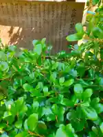 薬師寺(大阪府)