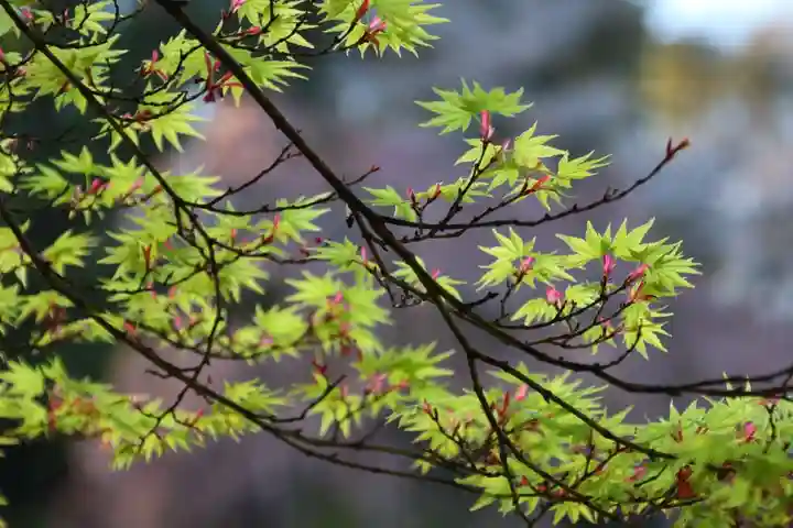 真照寺(福島県)