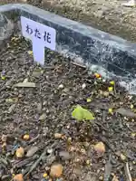 總社 和田八幡宮(福井県)