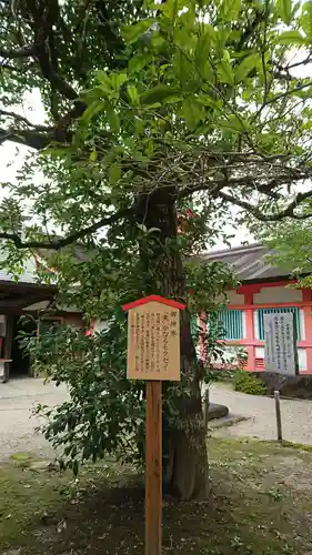 大宮神社の自然