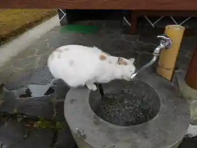 清水神社(鹿児島県)