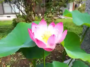 蓮久寺の自然(2020年07月29日(水) 22時04分26秒投稿)