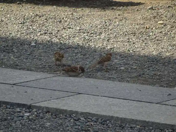 羽田神社の動物