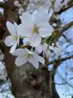 子安神社の自然