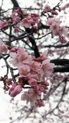 知恩院(京都府)