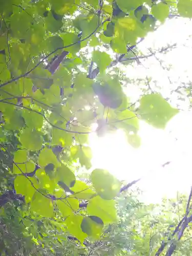 足高神社の自然