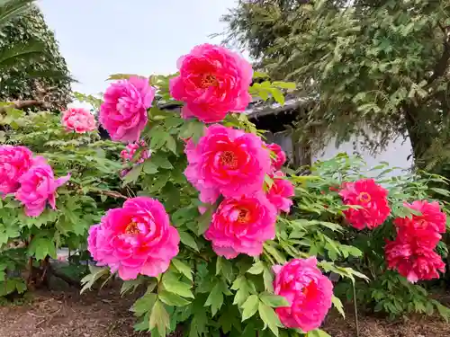 真言宗　善通寺派　薬王寺(香川県)