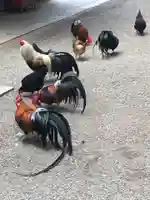 石上神宮の動物