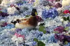 楽法寺（雨引観音）の動物