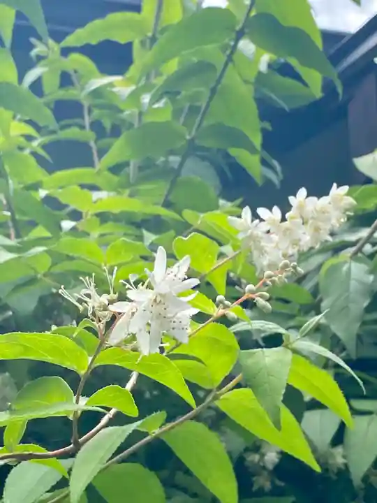 粟嶋堂宗徳寺の自然