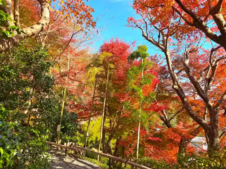 華厳寺(鈴虫寺)の自然