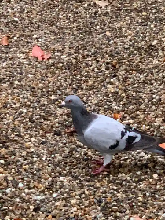 島頭天満宮(大阪府)