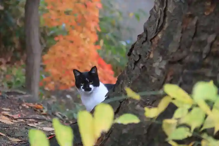 愛宕神社の動物