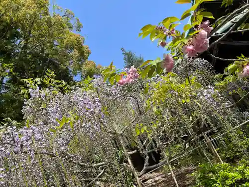 子鍬倉神社の自然