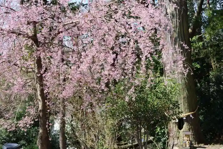 阿久津「田村神社」(郡山市阿久津町)旧社名:伊豆箱根三嶋三社の庭園