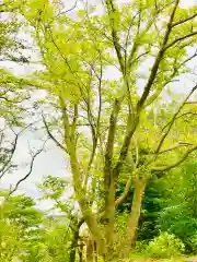 愛宕神社の自然