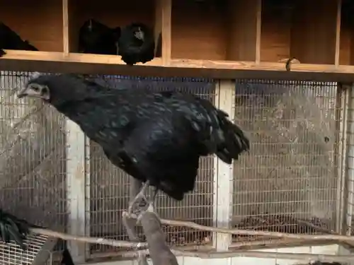 玉祖神社の動物