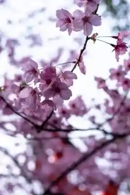 平野神社(京都府)