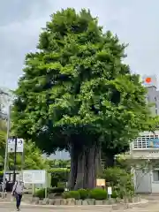 浅草寺の自然