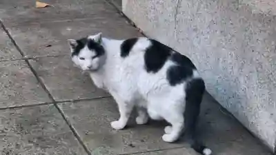 渋谷氷川神社の{uncategorized: "未分類", other: "その他", undefined: "問題あり", building: "その他建物", grave: "お墓", sacred_gate: "鳥居", guardian: "狛犬", statue: "像", buddha: "仏像", history: "歴史", nature: "自然", garden: "庭園", animal: "動物", pagoda: "塔", temizu: "手水舎", mountain_gate: "山門・神門", sanctuary: "本殿・本堂", subordinate: "末社・摂社", art: "芸術", scenery: "景色", jizo: "地蔵", ema: "絵馬", goshuin: "御朱印", omikuji: "おみくじ", items: "授与品その他", amulet: "お守り", goshuincho: "御朱印帳", eats: "食事", festival: "お祭り", votive_dance: "神楽", shichigosan: "七五三参", wedding: "結婚式", experience: "体験その他", initially: "初詣", around: "周辺", anti_infection: "感染症対策"}