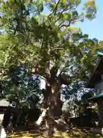 川津来宮神社の自然