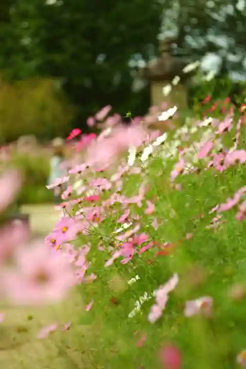般若寺 ❁コスモス寺❁(奈良県)