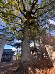 八幡神社(奈良県)