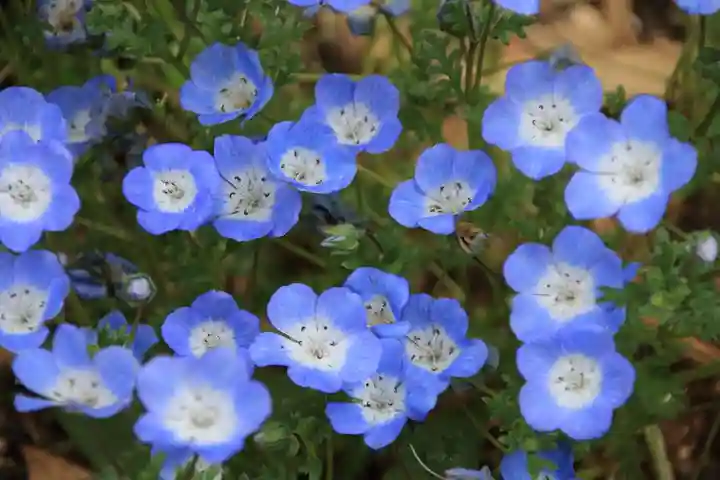 神炊館神社 ⁂奥州須賀川総鎮守⁂の自然